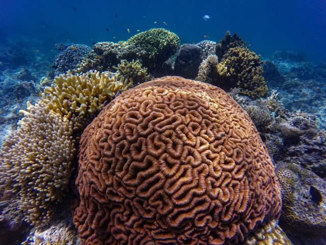 brain coral underwater marine park